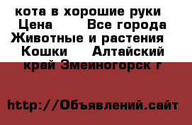 кота в хорошие руки › Цена ­ 0 - Все города Животные и растения » Кошки   . Алтайский край,Змеиногорск г.